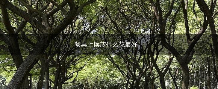 餐桌上摆放什么花最好,第1张