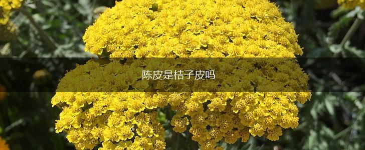陈皮是桔子皮吗,第1张