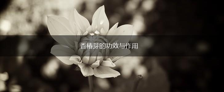 香椿芽的功效与作用,第1张