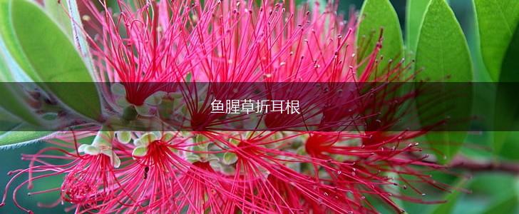 鱼腥草折耳根,第1张