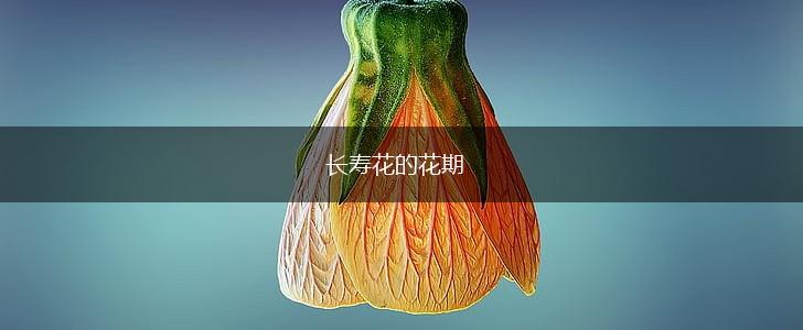 长寿花的花期,第1张