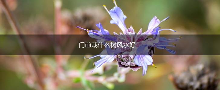 门前栽什么树风水好,第1张