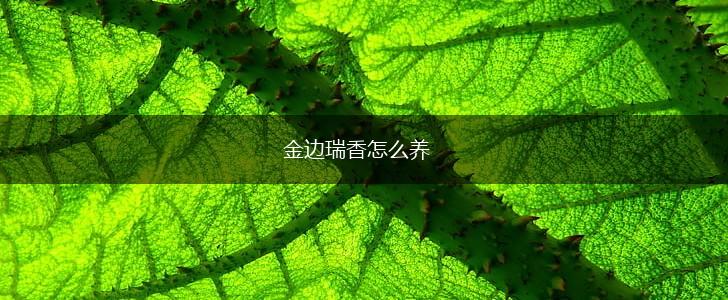 金边瑞香怎么养,第1张