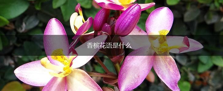 香槟花语是什么,第1张