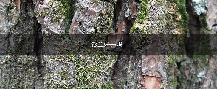 铃兰好养吗,第1张