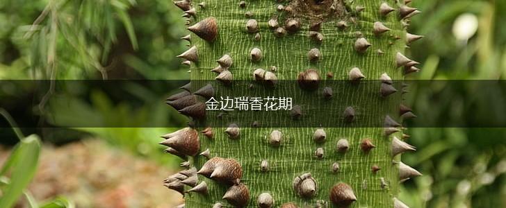 金边瑞香花期,第1张