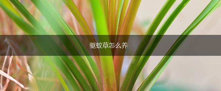 驱蚊草怎么养,第1张