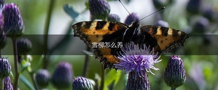 雪柳怎么养,第1张