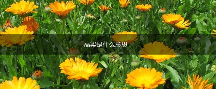 高粱是什么意思,第1张