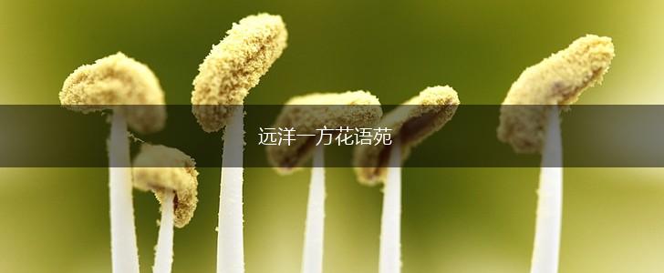 远洋一方花语苑,第1张