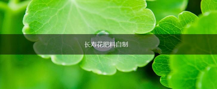 长寿花肥料自制,第1张