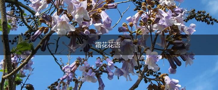 霜花花语,第1张