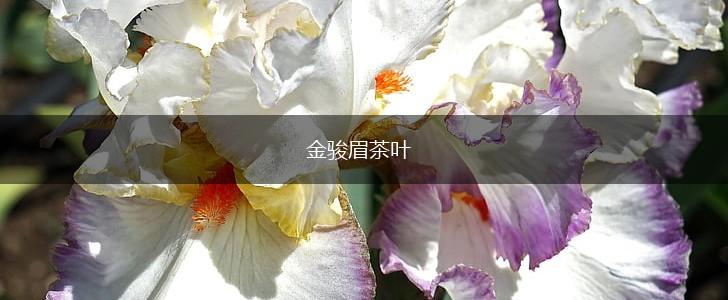 金骏眉茶叶,第1张