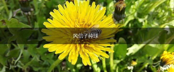 风信子种球,第1张