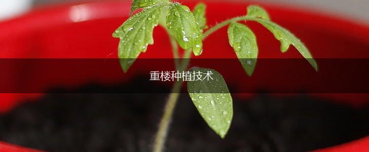 重楼种植技术,第1张 重楼种植技术,第1张