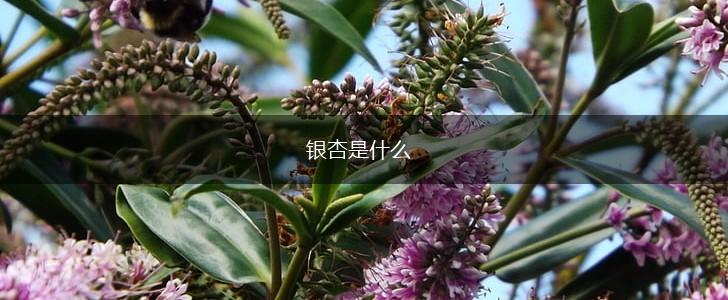 银杏是什么,第1张
