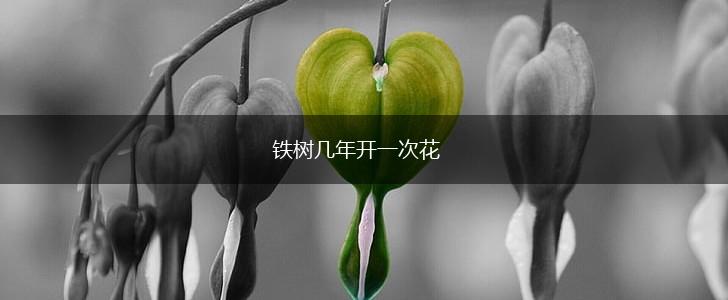铁树几年开一次花,第1张