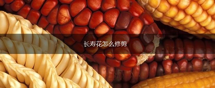 长寿花怎么修剪,第1张