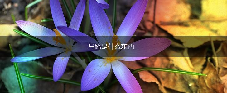 马蹄是什么东西,第1张