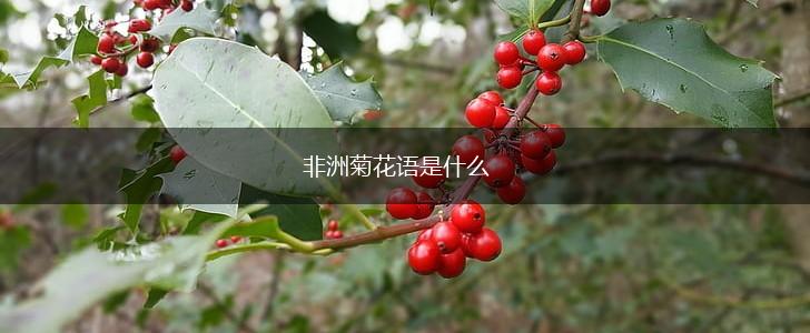 非洲菊花语是什么,第1张