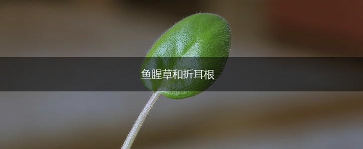 鱼腥草和折耳根,第1张