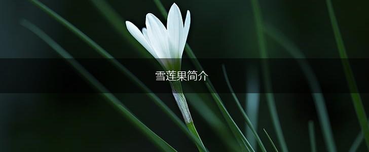 雪莲果简介,第1张