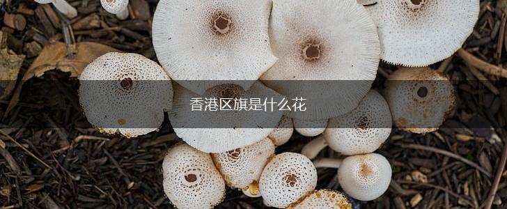 香港区旗是什么花,第1张