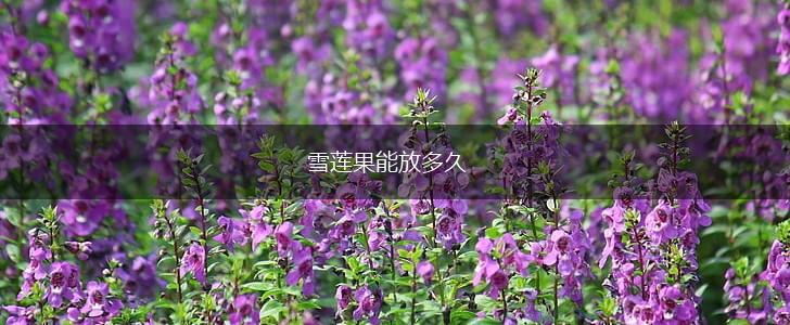 雪莲果能放多久,第1张