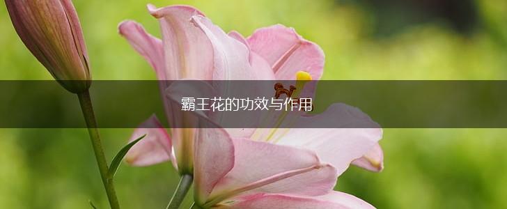 霸王花的功效与作用,第1张