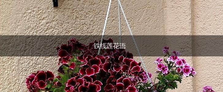 铁线莲花语,第1张