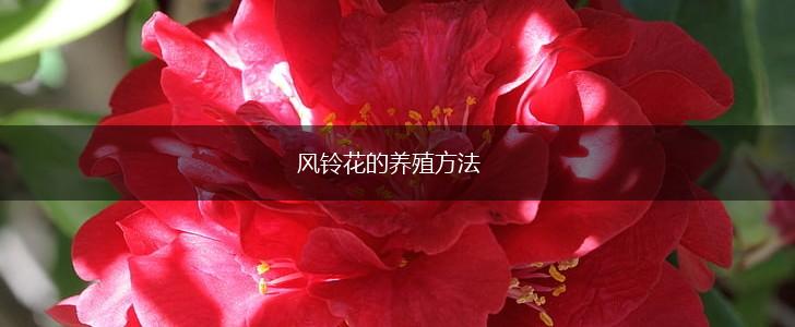 风铃花的养殖方法,第1张