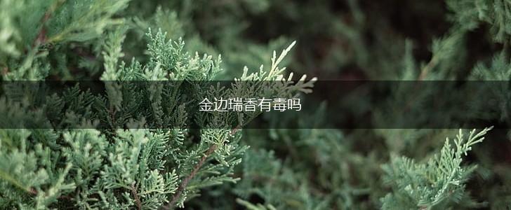 金边瑞香有毒吗,第1张