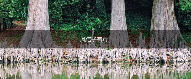 风信子有毒,第1张