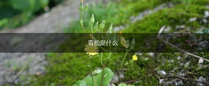 青松是什么,第1张