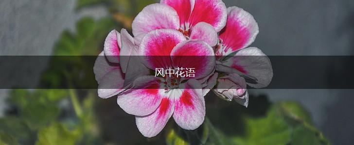 风中花语,第1张