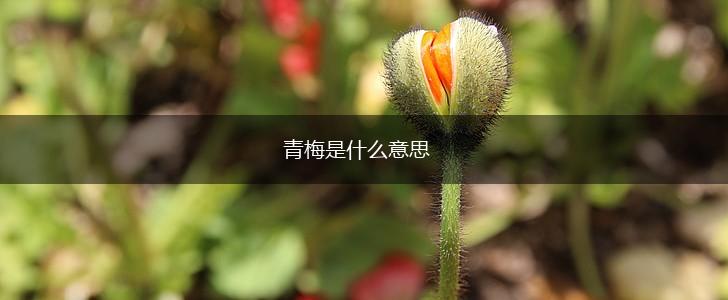 青梅是什么意思,第1张
