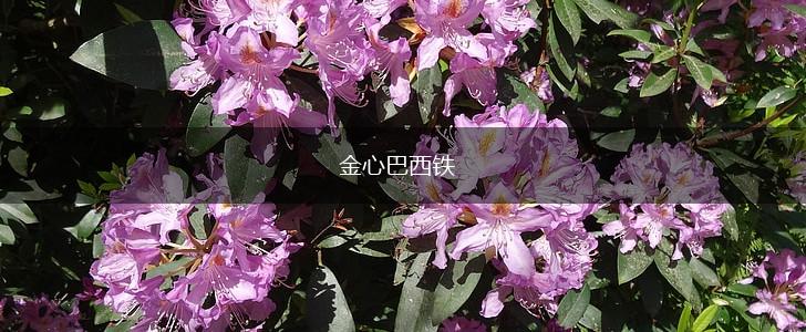 金心巴西铁,第1张