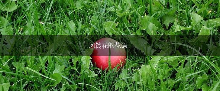 风铃花的花语,第1张