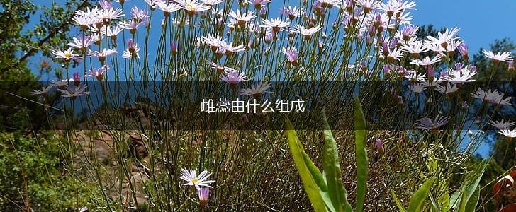 雌蕊由什么组成,第1张