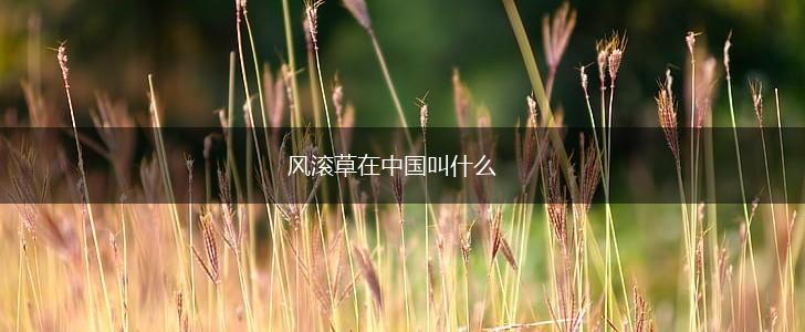 风滚草在中国叫什么,第1张