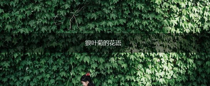 银叶菊的花语,第1张