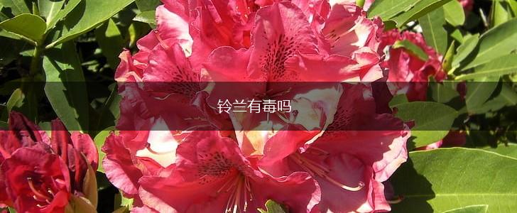 铃兰有毒吗,第1张