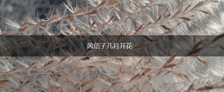 风信子几月开花,第1张