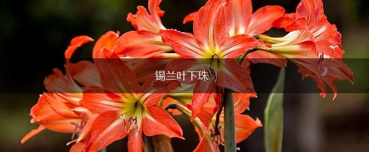 锡兰叶下珠,第1张