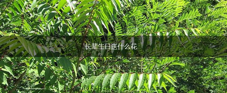 长辈生日送什么花,第1张